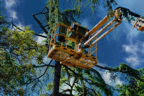 Best Tree Removal Services  in Half Moon, NC